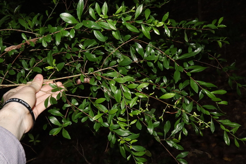 Bursaria tenuifolia (Bursaria tenuifolia)