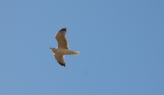 Larus argentatus mongolicus