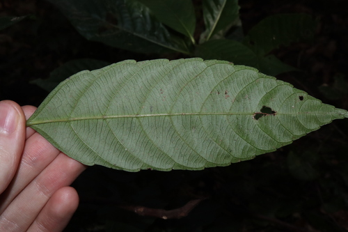 Image of Leea nova by (c) Thomas Mesaglio, some rights reserved (CC BY)