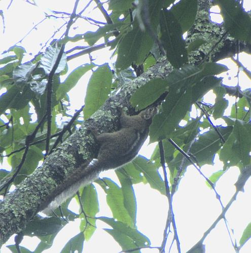 Boehm's Bush Squirrel
