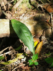 Cremastra appendiculata