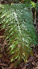 Asplenium × lucrosum