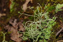 Cladonia corniculata