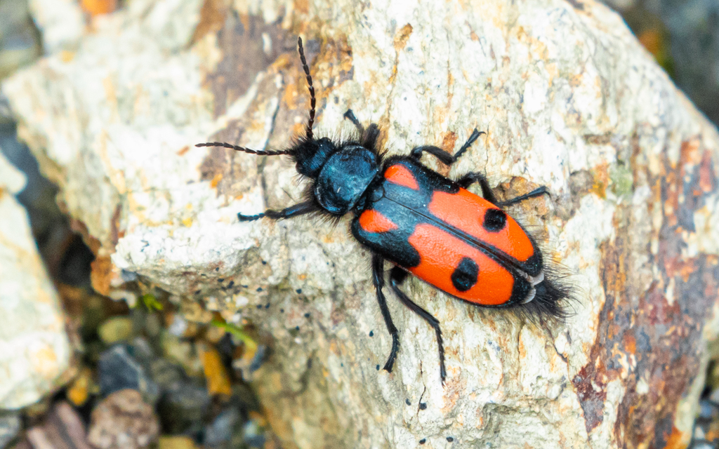 Astylus rubripennis