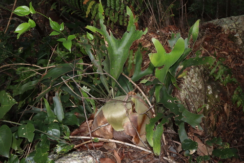 Image of Platycerium hillii by (c) Thomas Mesaglio, some rights reserved (CC BY)