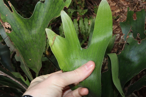 Image of Platycerium hillii by (c) Thomas Mesaglio, some rights reserved (CC BY)