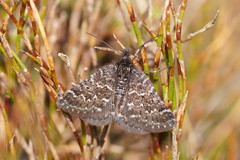 Chrysolarentia melanchlaena