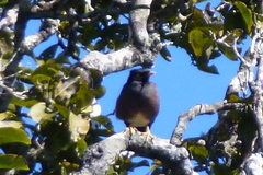 Acridotheres tristis