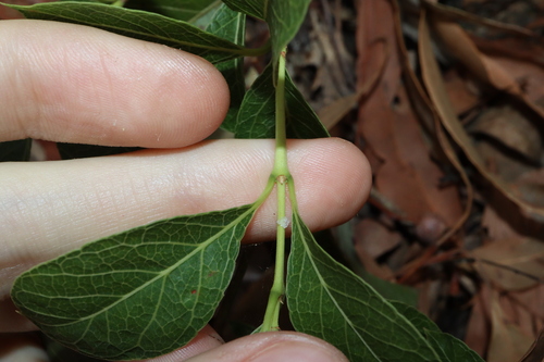 Image of Coelospermum reticulatum by (c) Thomas Mesaglio, some rights reserved (CC BY)