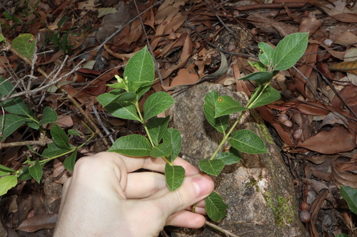 Image of Coelospermum reticulatum by (c) Thomas Mesaglio, some rights reserved (CC BY)
