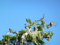 Psittacula eques echo