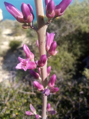 Kalanchoe grandidieri