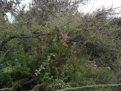 Poliomintha longiflora