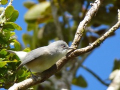 Zosterops mauritianus