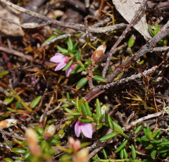 Tetratheca procumbens