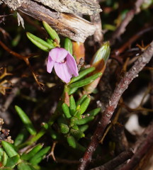 Tetratheca procumbens