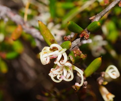 Grevillea australis