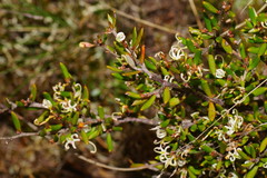 Grevillea australis