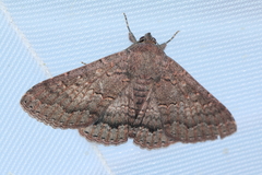 Eudesmeola lawsoni