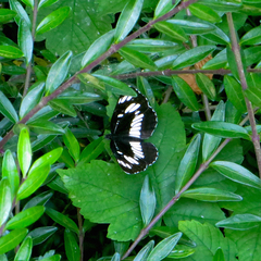 Neptis rivularis