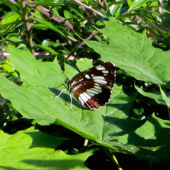 Neptis rivularis