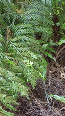 Asplenium × lucrosum
