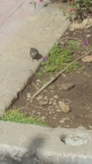 Crithagra tristriata