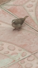 Crithagra tristriata