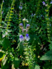 Scutellaria altissima