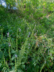 Scutellaria altissima
