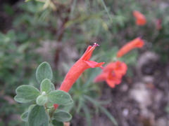 Poliomintha longiflora