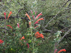 Poliomintha longiflora
