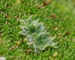 Plantago gunnii