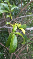 Pinwheel-flower