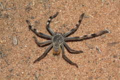 Holconia nigrigularis