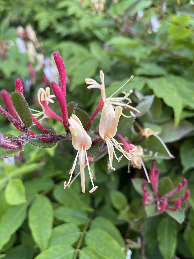 Japanese honeysuckle (Lonicera japonica)  iNaturalist