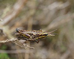 Monistria concinna