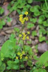 Tauschia texana