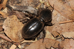 Broscinae