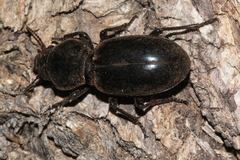 Broscinae