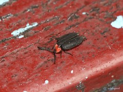 Pyrocoelia prolongata