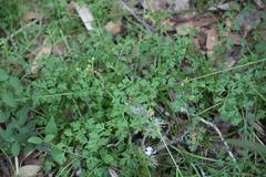 Tauschia texana