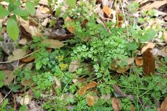 Tauschia texana