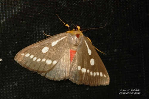 Calesia zambesita