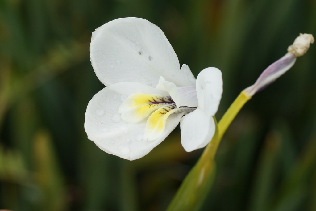 Diplarreneae