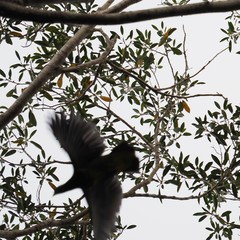 Drepanoptila holosericea