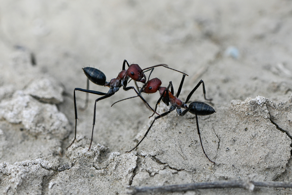 Cataglyphis nigripes