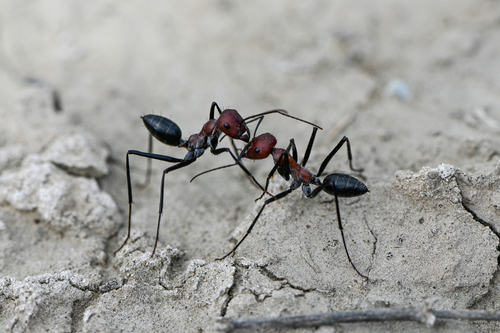 Cataglyphis nigripes