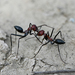 Cataglyphis nigripes - Photo (c) Jaakko Ilvonen, algunos derechos reservados (CC BY-NC), subido por Jaakko Ilvonen