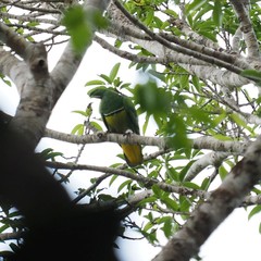 Drepanoptila holosericea